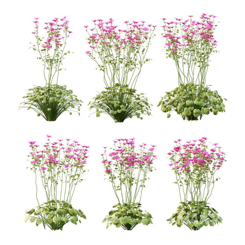 comes from the Greek word geranos meaning crane in reference to the fruit which purportedly resembles the head and beak of a crane. - Image 4