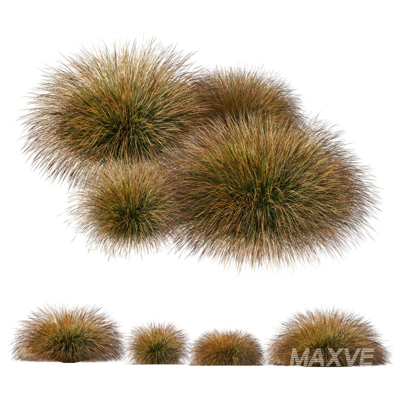 AV Carex Testacea Orange Sedge Grass Prairie Fire - Image 11