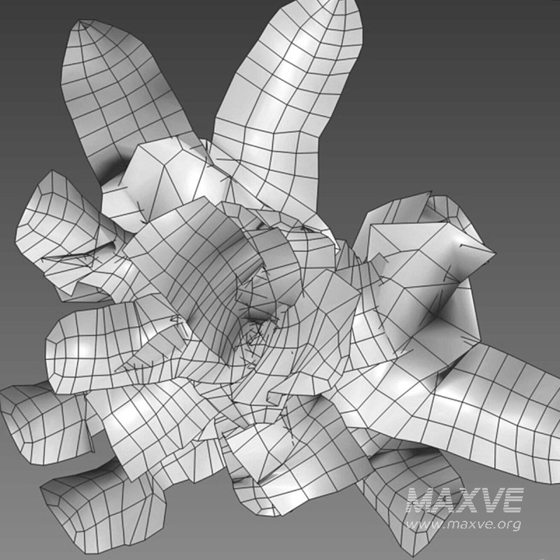 Medicago polymorpha - Image 7