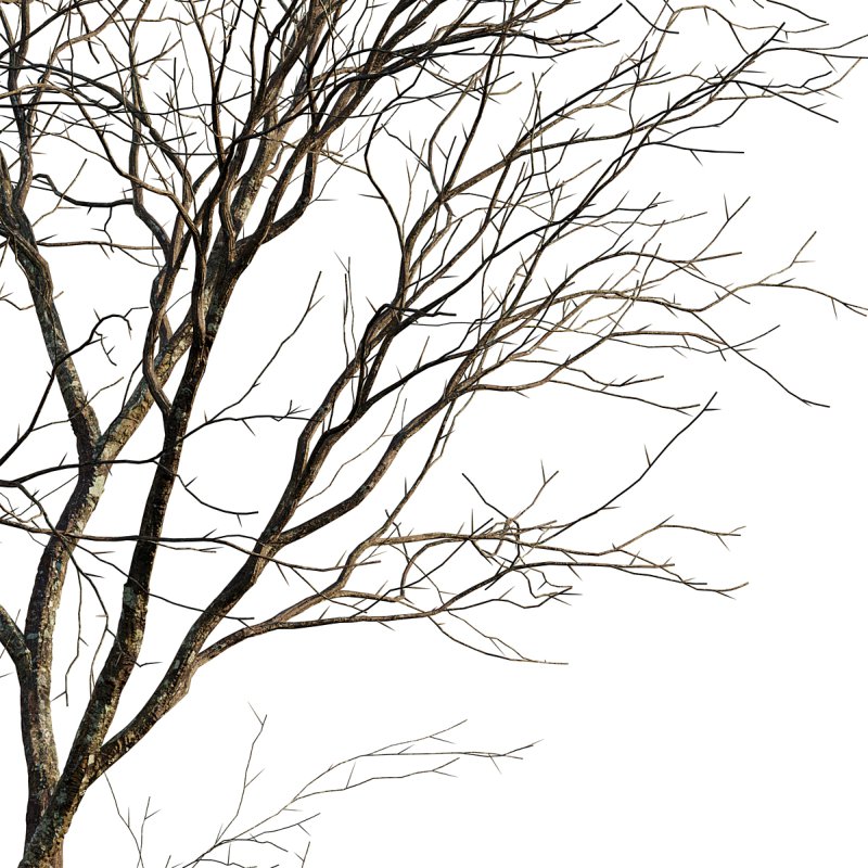 Prunus persica – Peach trees – Nectarine trees – Winter - Image 2