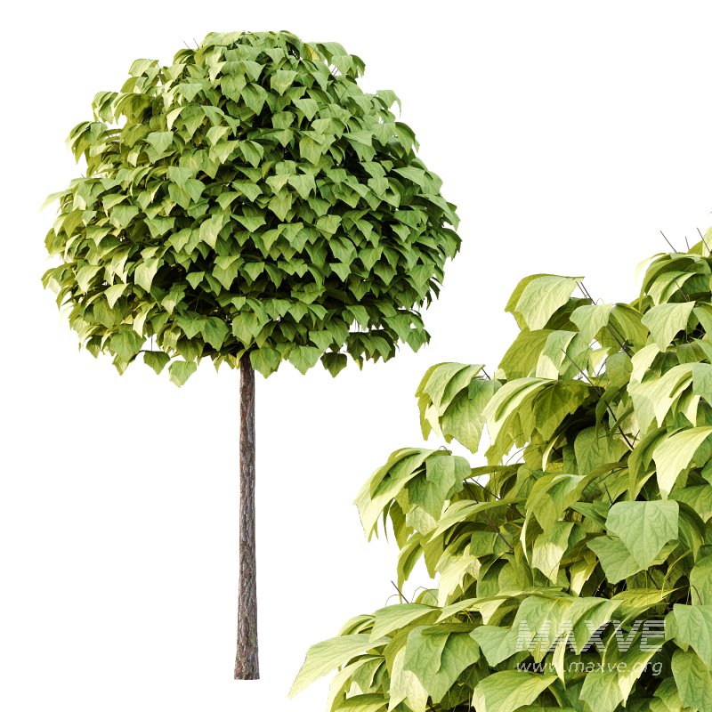 Catalpa Ovata Tree 02 - Image 3