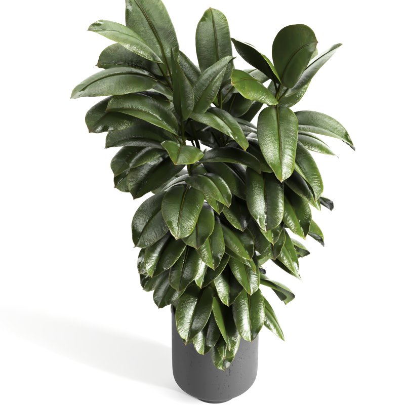 Indoor plant 04 - Image 3