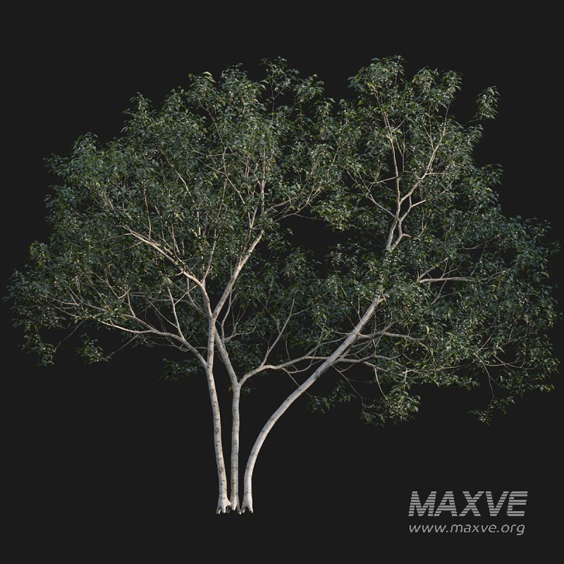 Osmanthus fragrans 02 - Image 5