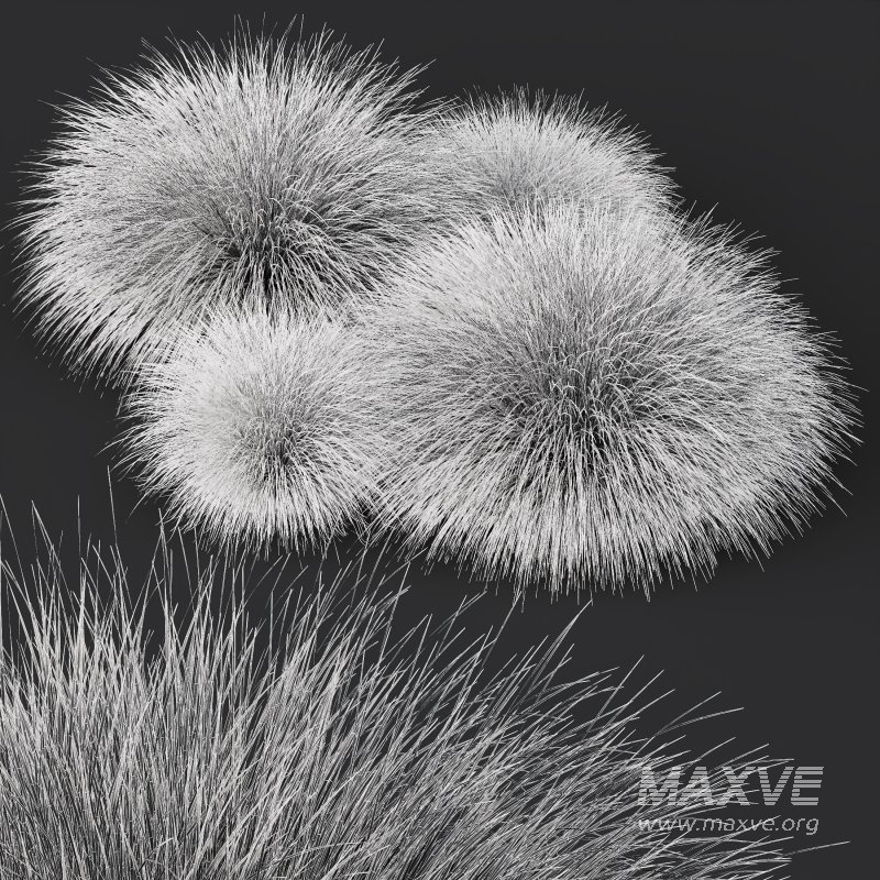 AV Carex Testacea Orange Sedge Grass Prairie Fire - Image 12