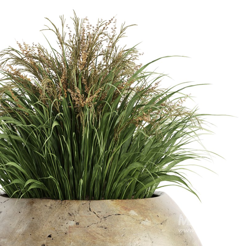 Outdoor Plant Set 016 - Image 3