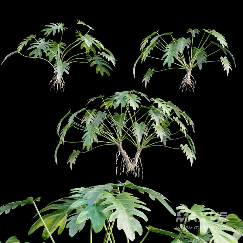 Philodendron xanadu - Image 1