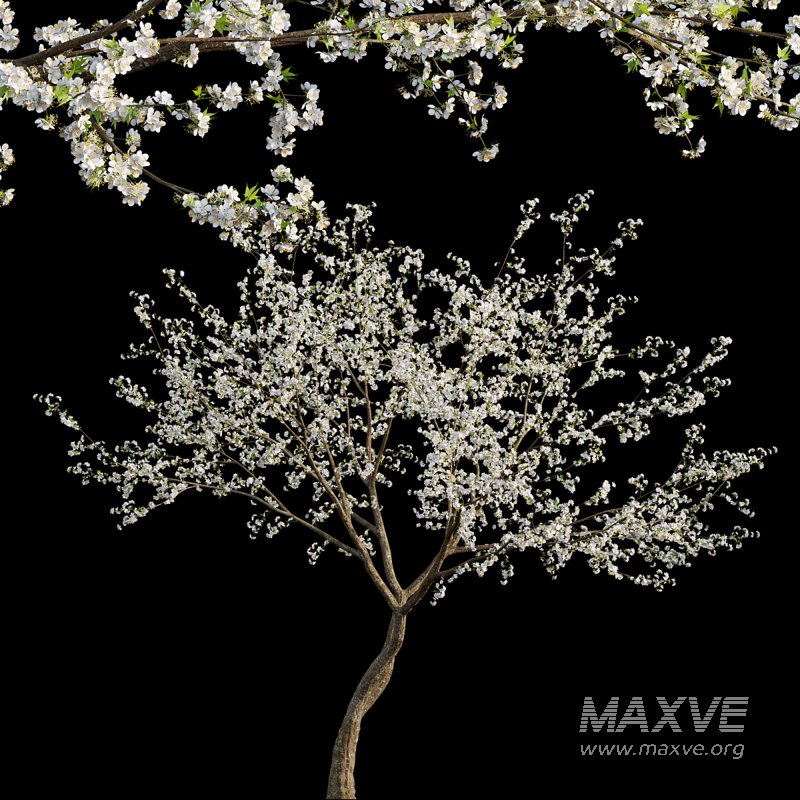 Prunus salicina – Chinese Plum – Japanese Plum 03 - Image 1