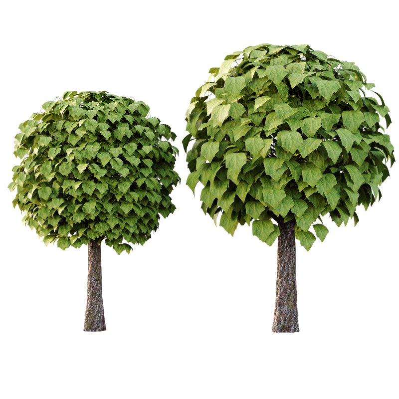 Catalpa Ovata Tree 01 - Image 4