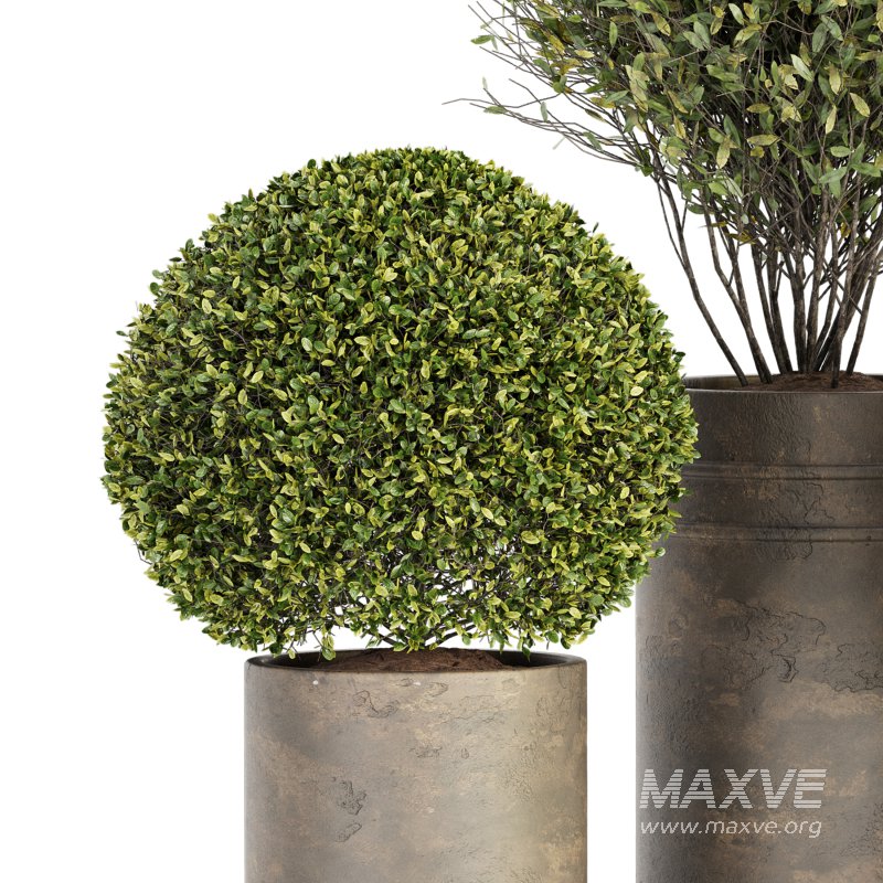 Outdoor Plant Set 015 - Image 5