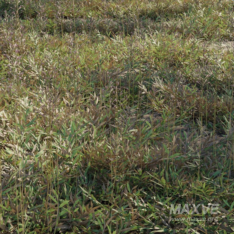 Chrysopogon aciculatus – dry 03 - Image 1