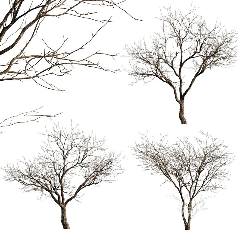 Prunus persica – Peach trees – Nectarine trees – Winter - Image 1