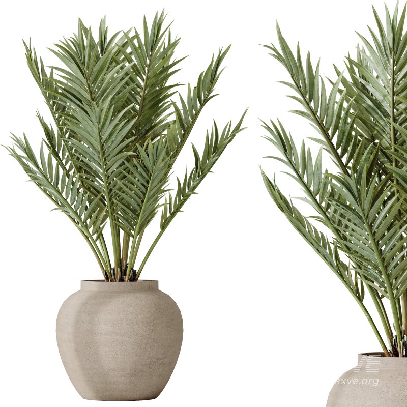 AV Indoor plants set 185 Olive Elegant Mission and Mandarin Citrus Fruit Orange Tree and Areca Palm and Ravenala Banana Strelitzia Nicolai - Image 4