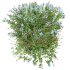 Ceratostigma Plumbaginoides Bleiwurz Bush - Thumbnail 4