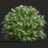 Ceratostigma Plumbaginoides Bleiwurz Bush - Thumbnail 5