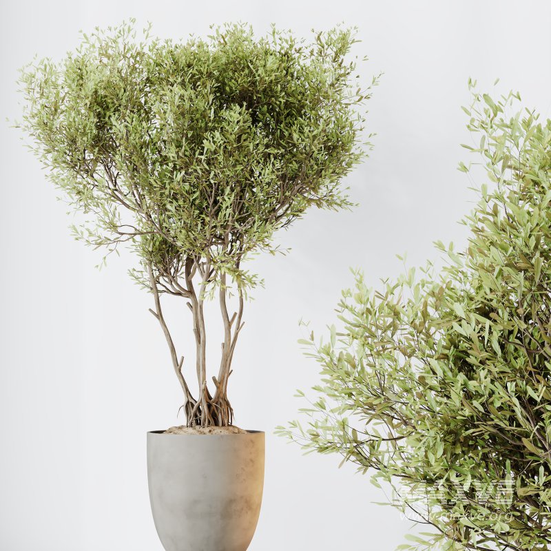 AV Indoor plants set 179 Mission Arbequina Olive and Ficus Robusta Abidjan and Mandarin Citrus Fruit Bonsai Orange Tree - Image 5