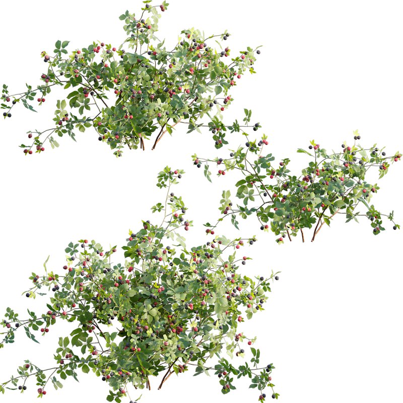 Rubus fruticosus – Blackberry - Image 1