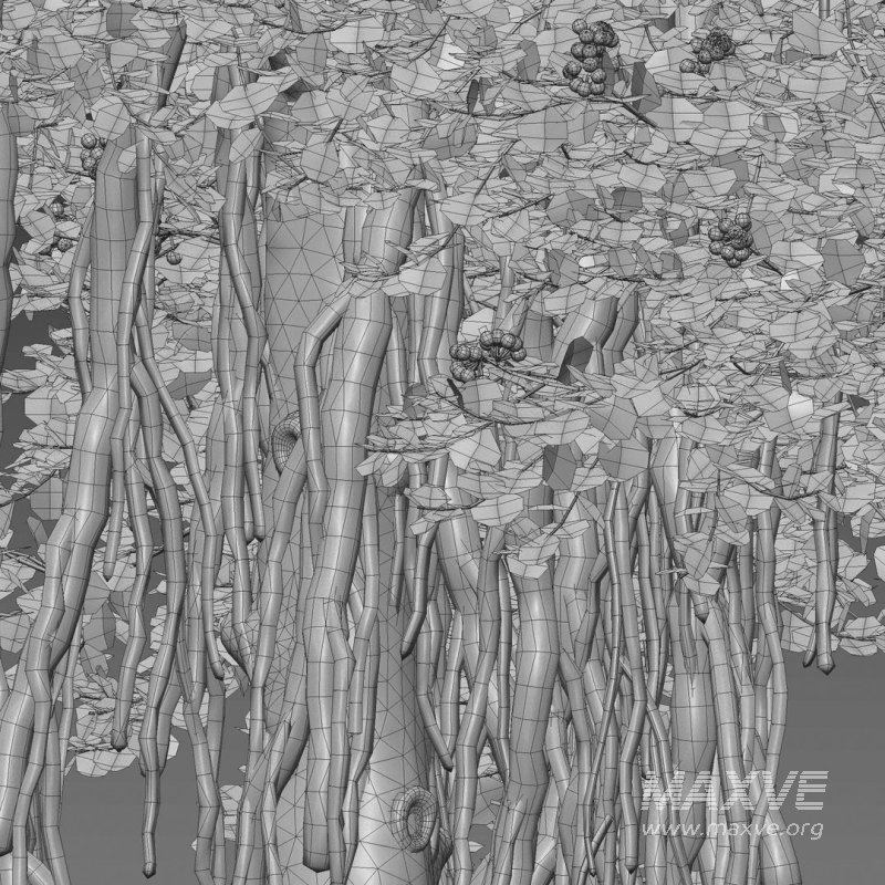 ilex aquifolium – Holly 02 - Image 6