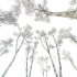 AV Plants Castanea Sativa Winter Snow - Thumbnail 3
