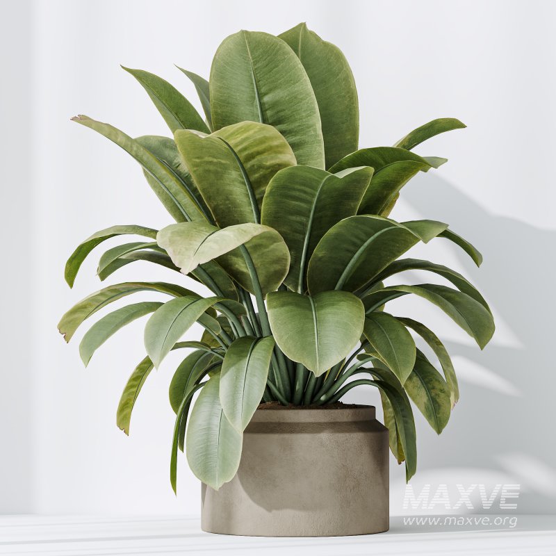 AV Indoor plants set 191 Mandarin Citrus Fruit Orange and Mission Arbequina Olive and Ficus Elastica Robusta and Ficus Cyathistipula African Fig - Image 7