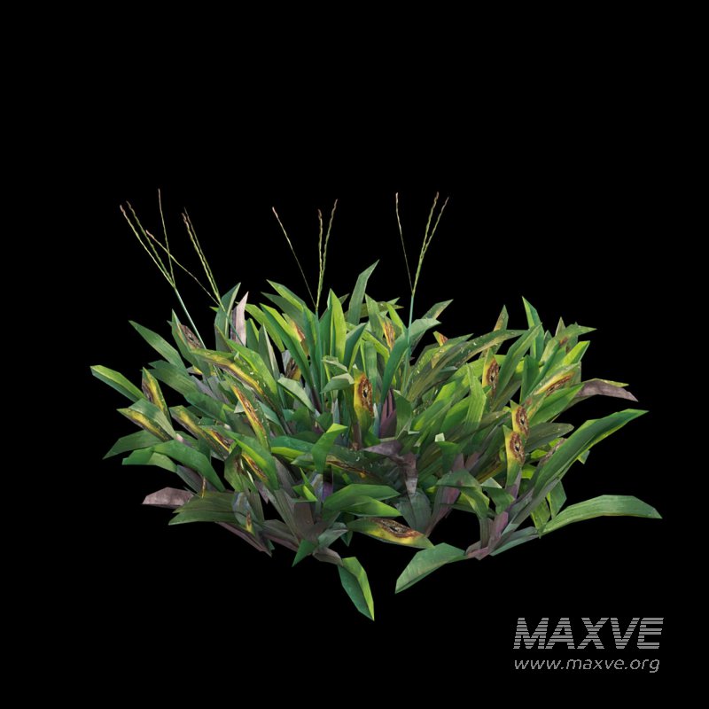 Axonopus Compressus Set 03 - Image 5