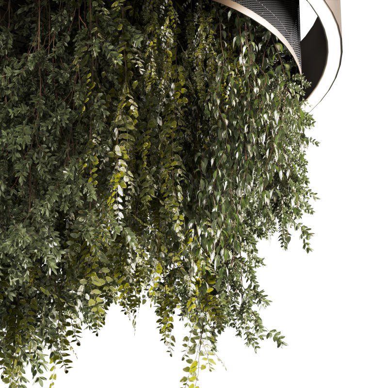 Indoor plants Hanging Plants set91 - Image 3
