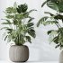 AV Indoor plants set 183 Olive Tree and Yucca Elephantipes Gigantea and Areca Palm and Giant Monstera Deliciosa - Thumbnail 5
