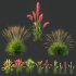 AV 11 different Grasses - Thumbnail 11