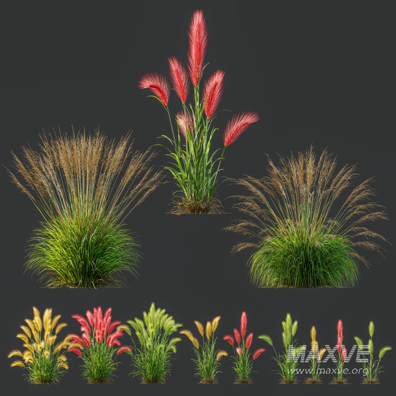 AV 11 different Grasses - Image 11