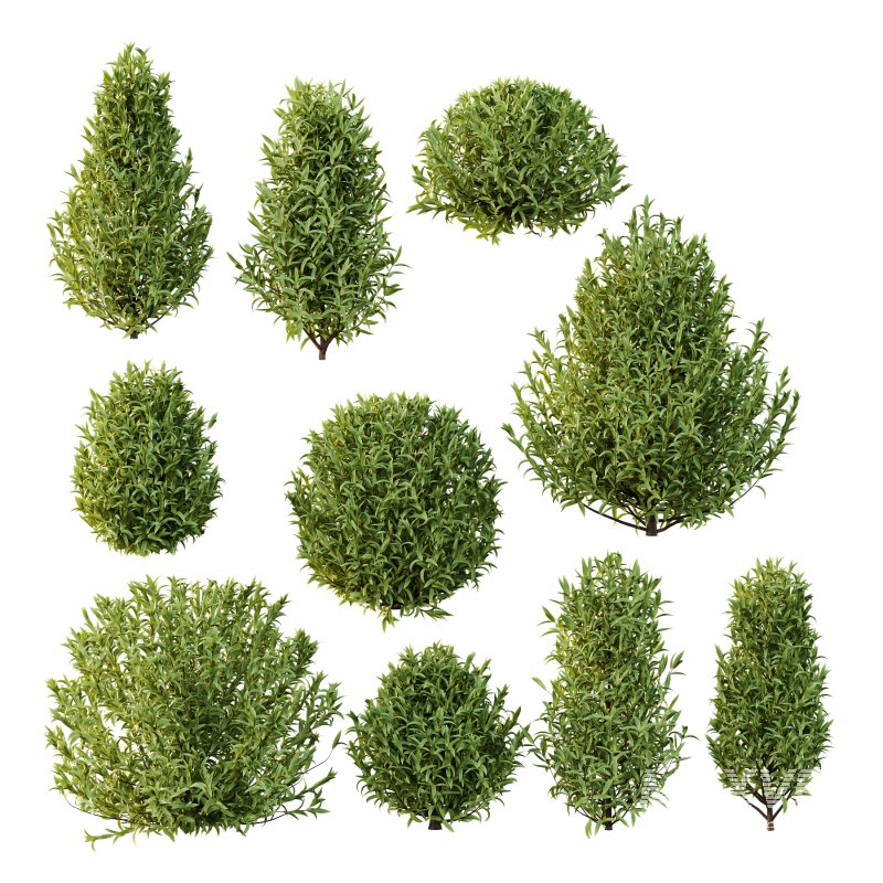 Sweet Viburnum Plant01 - Image 5