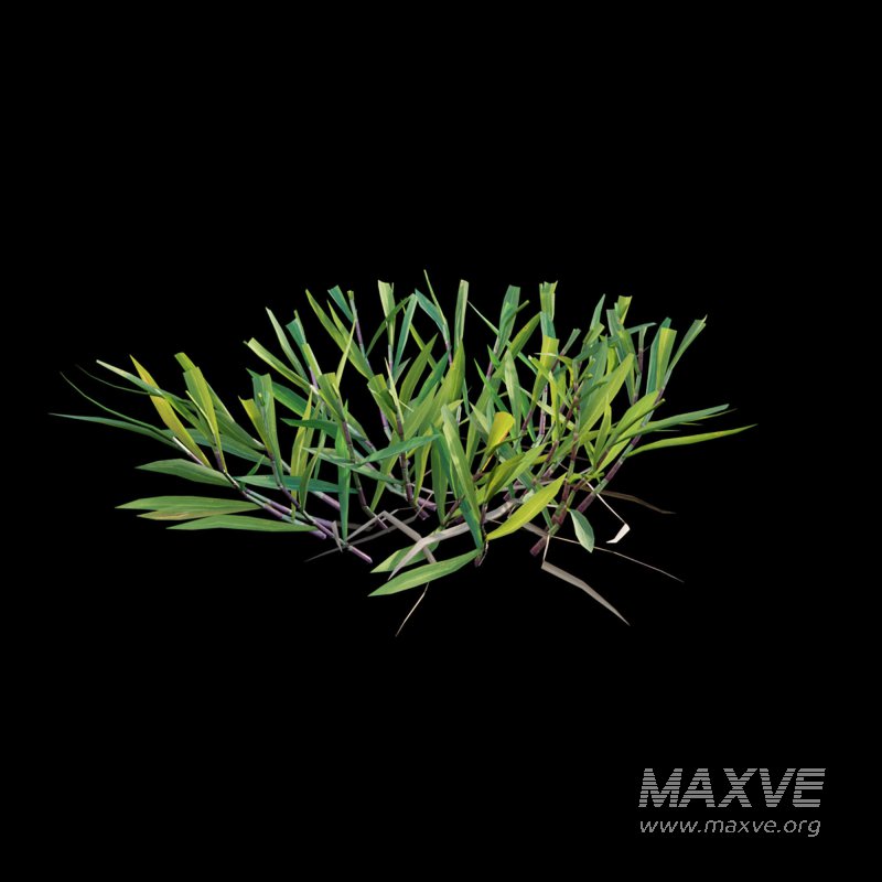 Cynodon dactylon – cut 01 - Image 4