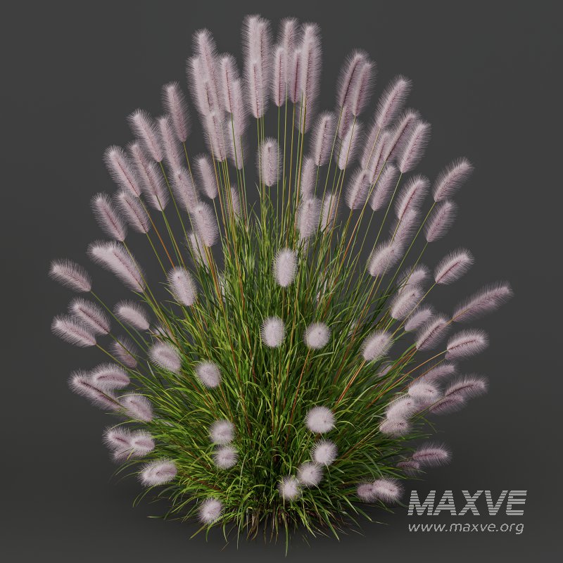 AV 6 different Grasses Pennisetum Alopecuroides Lampenputzergras Fountain Hameln and Carex Elata Aurea - Image 9