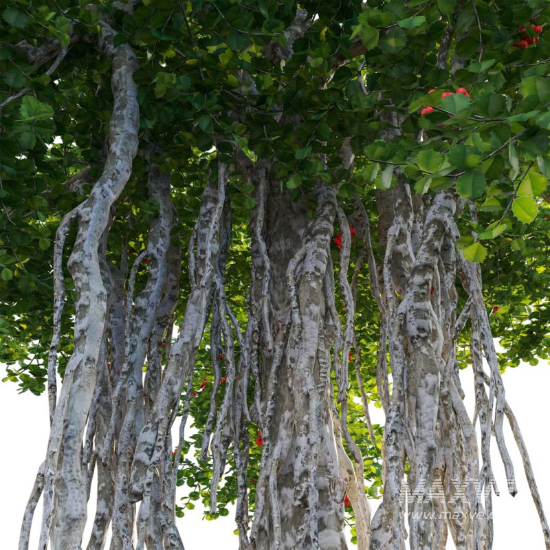 ilex aquifolium – Holly 02 - Image 4