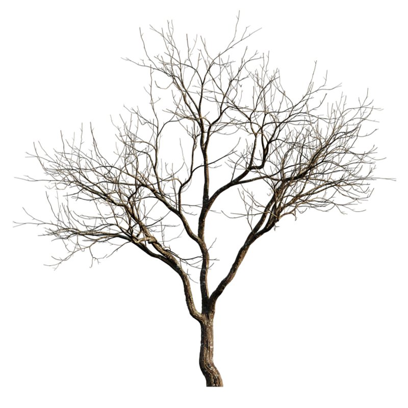 Prunus persica – Peach trees – Nectarine trees – Winter - Image 4