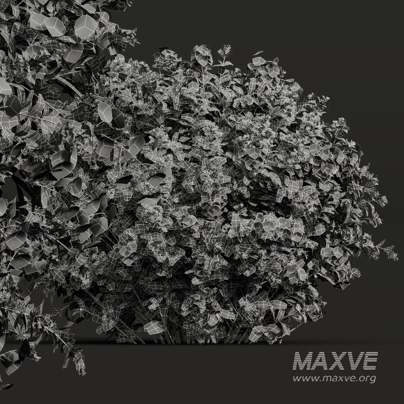 Ceratostigma Plumbaginoides Bleiwurz Bush - Image 10