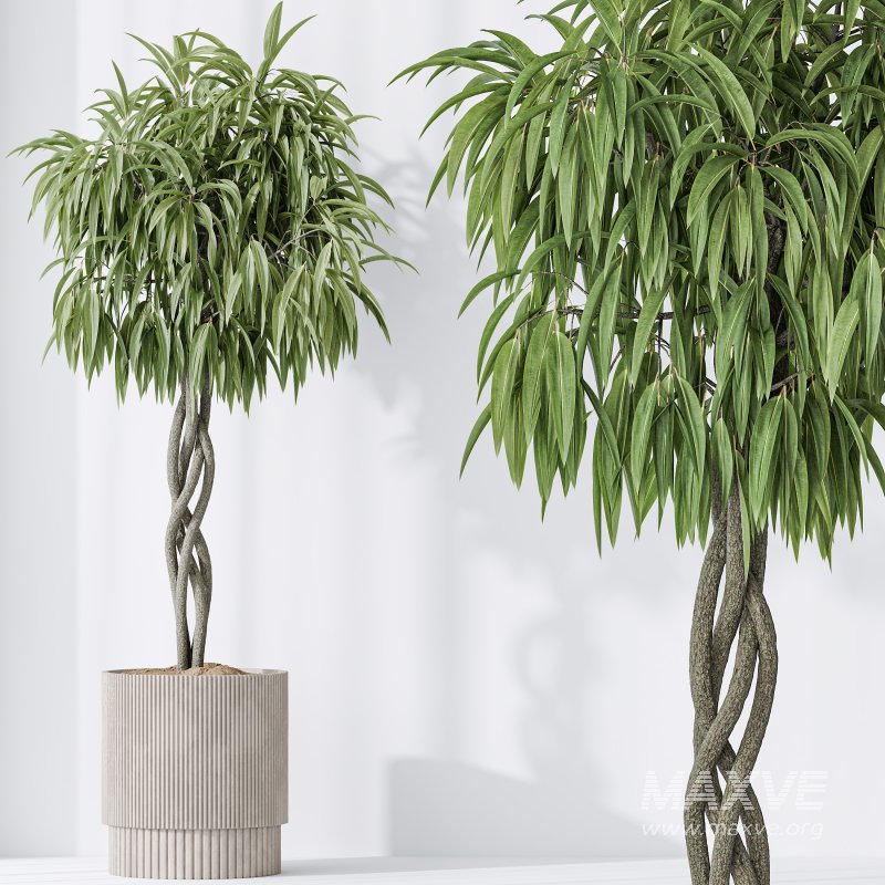 AV Indoor plants set 190 Mandarin Citrus Fruit Lemon and Ficus Binnendijkii and Lemon Lime Cane Dragon and Bird Of ParadiseBird - Image 6