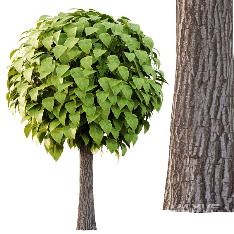 Catalpa Ovata Tree 01 - Image 5