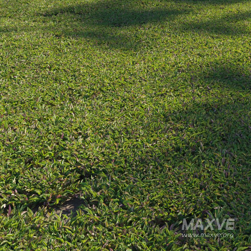 Axonopus compressus_cut_02 - Image 1