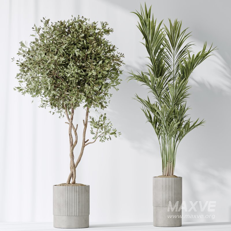 AV Indoor plants set 183 Areca Majesty Palm and ParadiseBird and Lemon Lime Cane Dragon and Olive Artificial and Aloifolia Rostrata Palm - Image 4