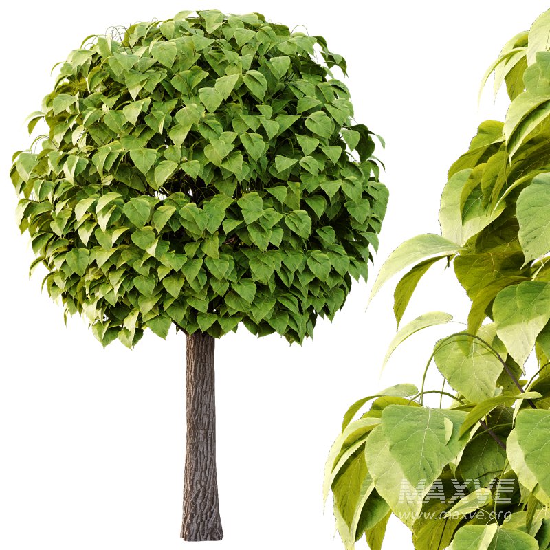 Catalpa Ovata Tree 01 - Image 2