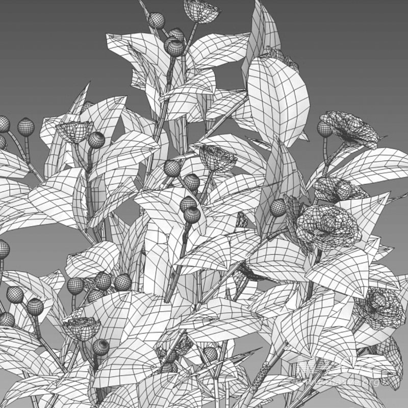 Camellia japonica – Japanese camellia 01 - Image 6