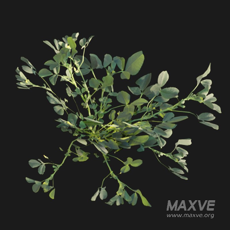 Medicago polymorpha - Image 6