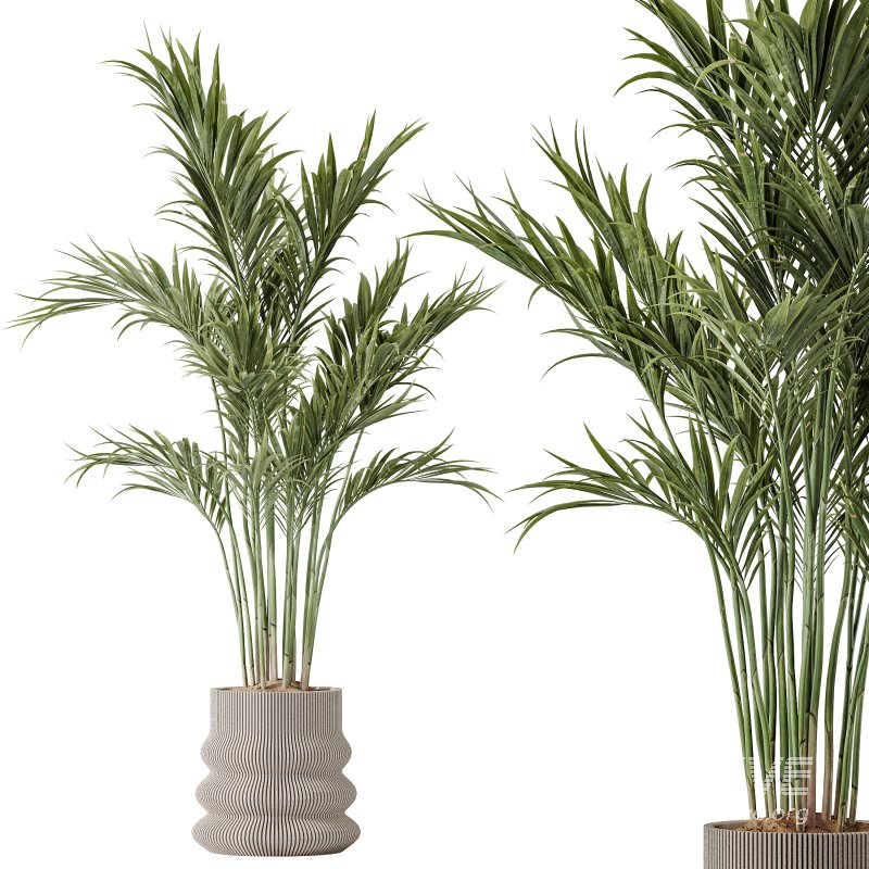 AV Indoor plants set 183 Olive Tree and Yucca Elephantipes Gigantea and Areca Palm and Giant Monstera Deliciosa - Image 2