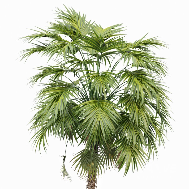 AV Sabal Palmetto Cabbage Palm and Phoenix Sylvestris Fruit palm tree - Image 3