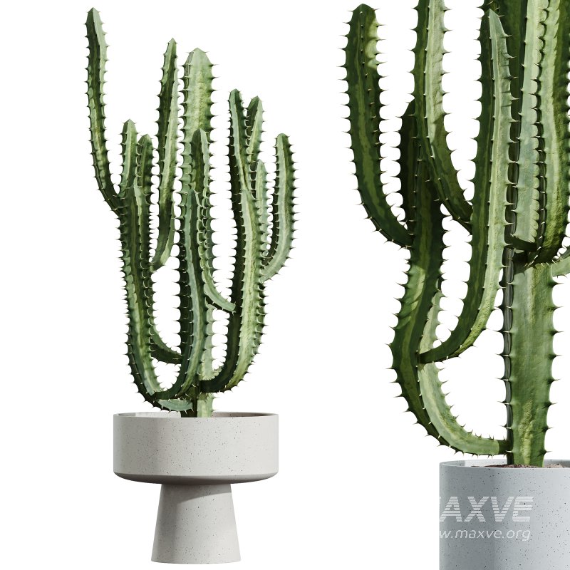 AV HousePlants Cactus Trigona Peruvian - Image 1