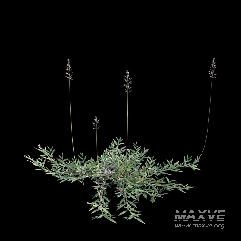 Chrysopogon aciculatus 01 - Image 5