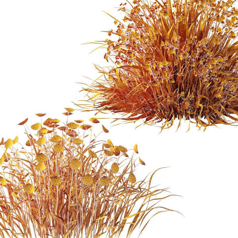 AV Spring flowering grasses Fringe lily and Libertia Grandiflora - Image 14