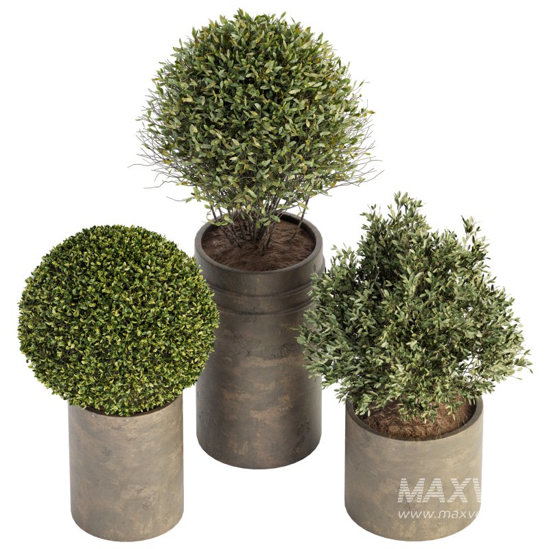 Outdoor Plant Set 015 - Image 2