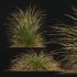AV Calamagrostis Karl Foerster and Stipa Anemanthele lessoniana Grasses - Thumbnail 4