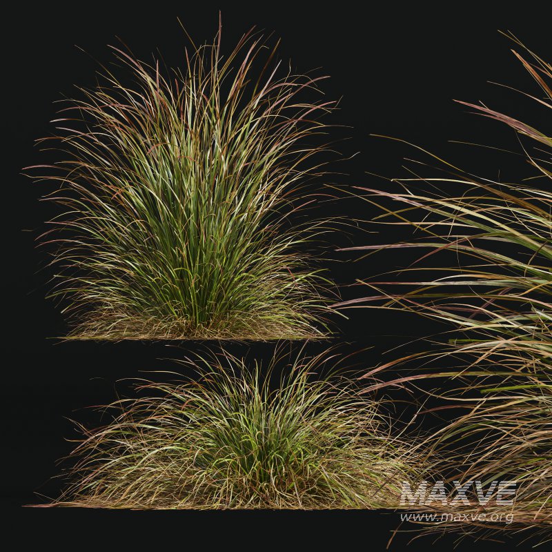 AV Calamagrostis Karl Foerster and Stipa Anemanthele lessoniana Grasses - Image 4