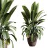 AV Indoor plants set 179 Mission Arbequina Olive and Ficus Robusta Abidjan and Mandarin Citrus Fruit Bonsai Orange Tree - Thumbnail 3
